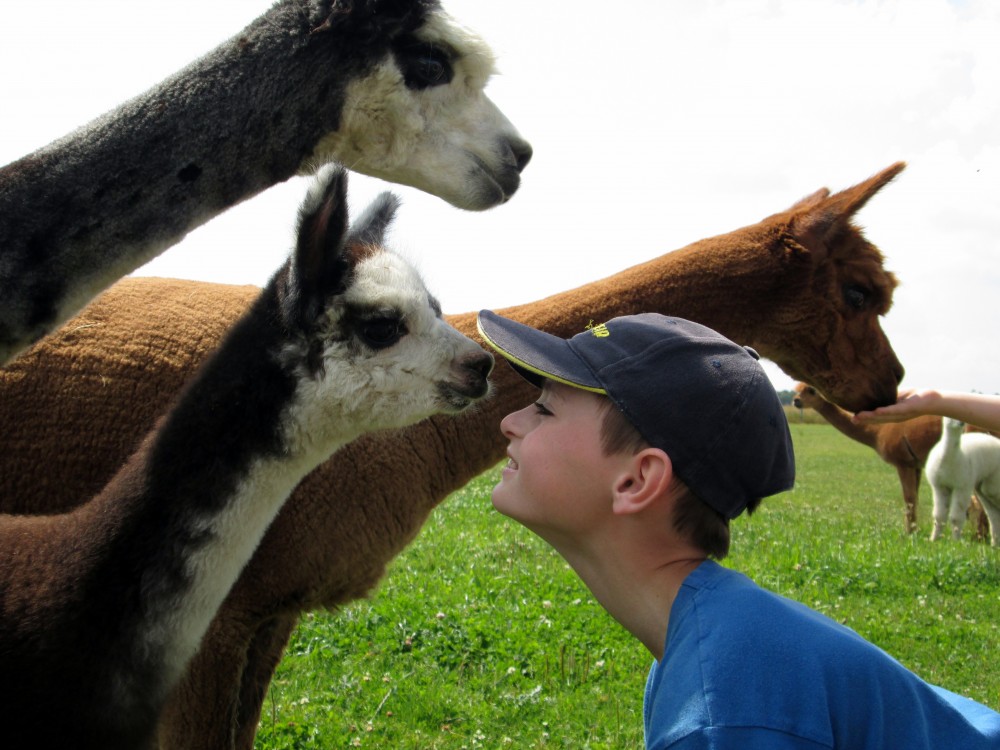 Alpaka und Lamazucht in Frohburg